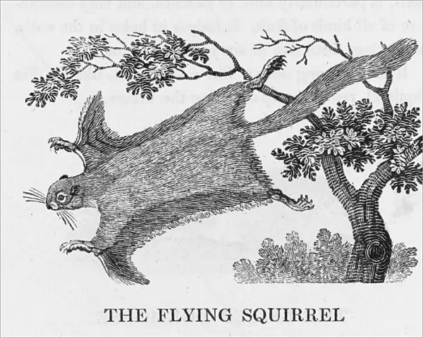 Bewick  /  Flying Squirrel