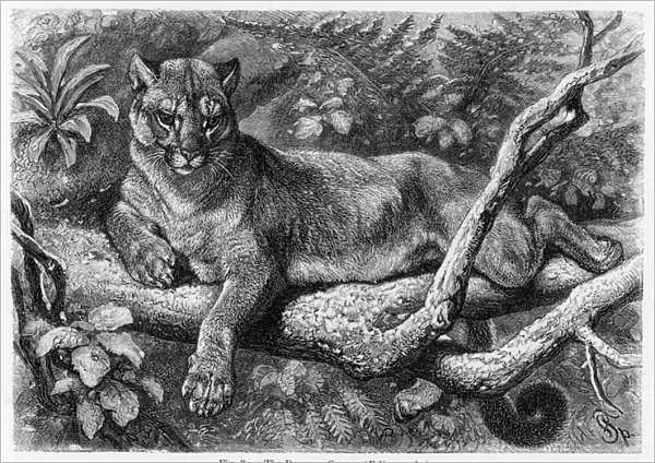 Puma (Lydeker)