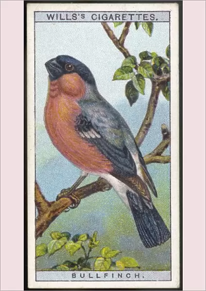 Bullfinch  /  Cig. Card  /  1915