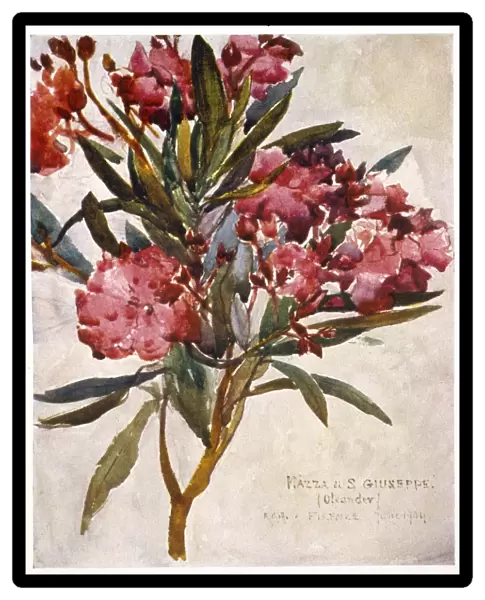 Plants  /  Nerium Oleander
