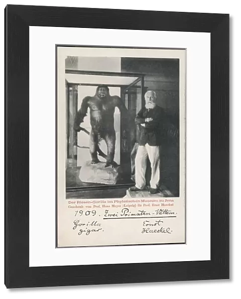 Ernst Haeckel & Gorilla