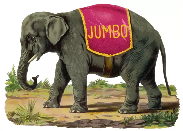 Elephant  /  Jumbo Scrap