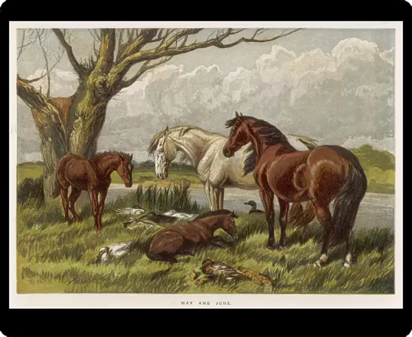Horses in Field 1862