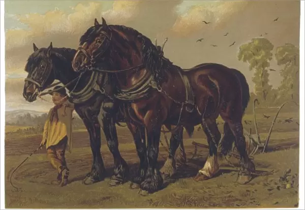 Horse  /  Plough 1870S