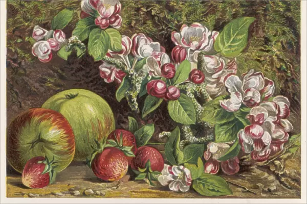 Fruit  /  Apples Straws 1861