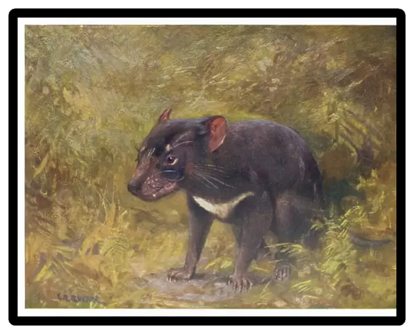 Tasmanian Devil 1909