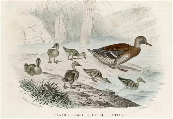 Mallard  /  Ducklings