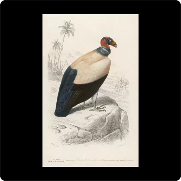 King Vulture 1849