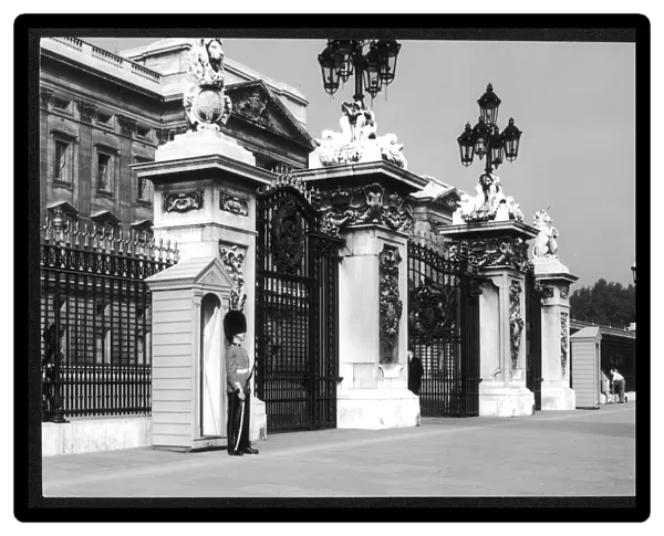 Guard  /  Buckingham Palace