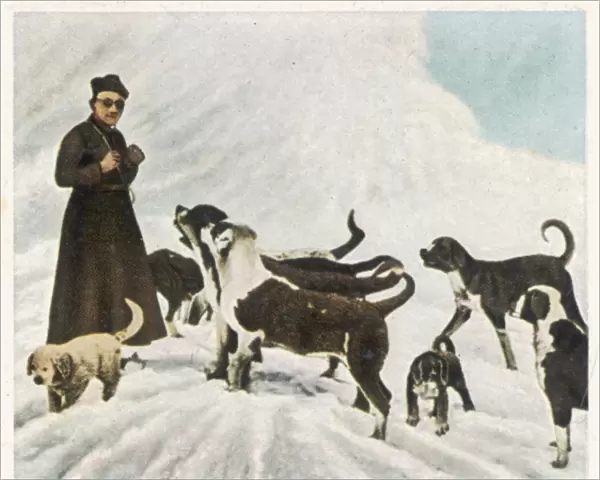 St Bernards in Tibet