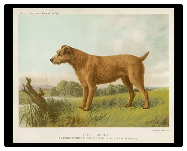 Irish Terrier (Shaw)