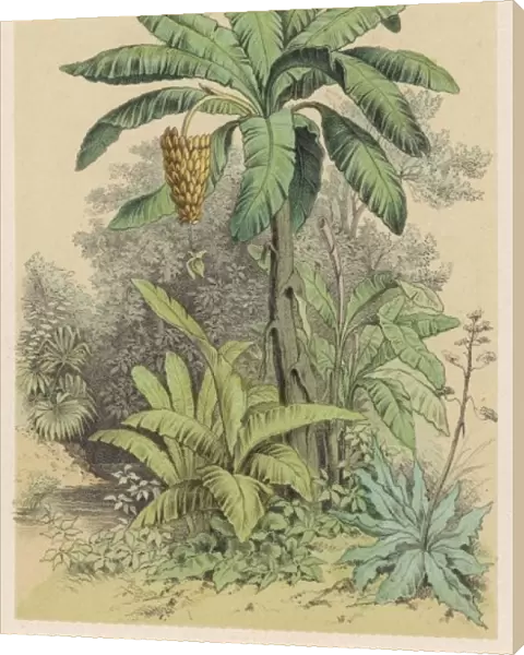 Banana Tree  /  1880