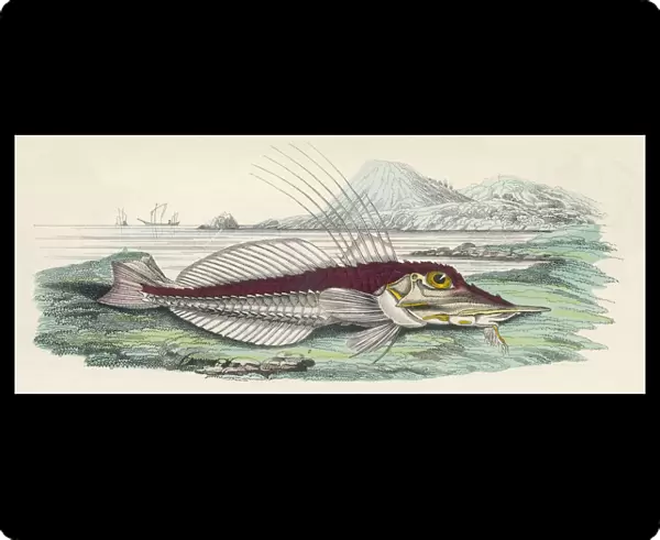 Armour Fish  /  1860