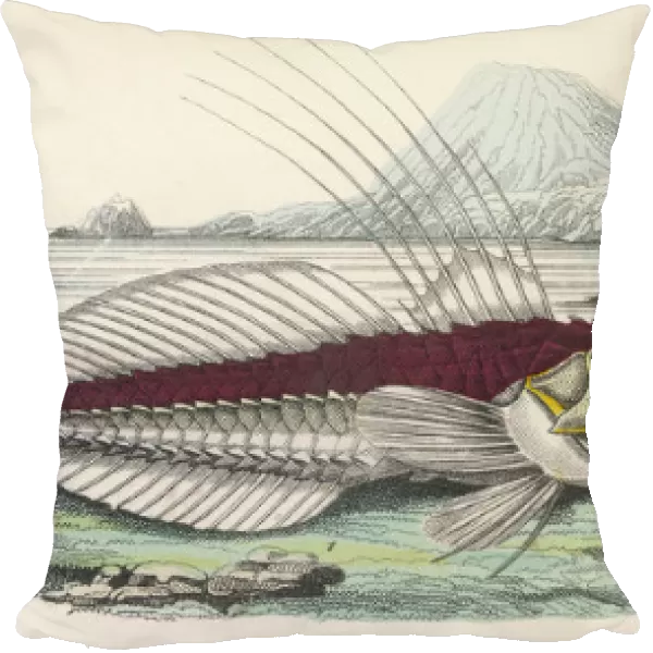 Armour Fish  /  1860
