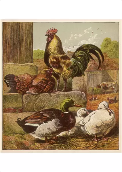 Cock and Ducks