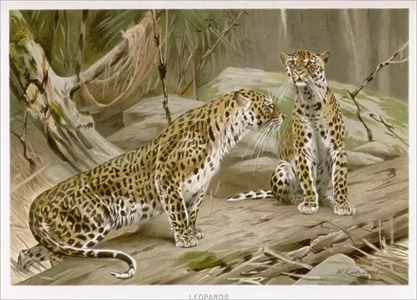 Two Leopards (Kuhnert)