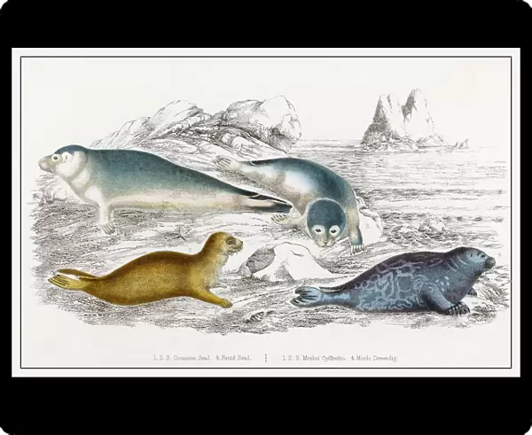 Seals  /  Illustration