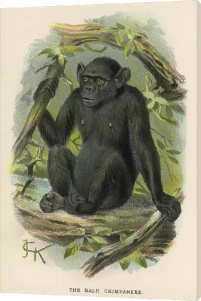 Chimpanzee  /  Jck Illus