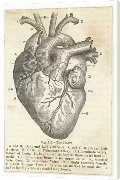 Heart (Anon)