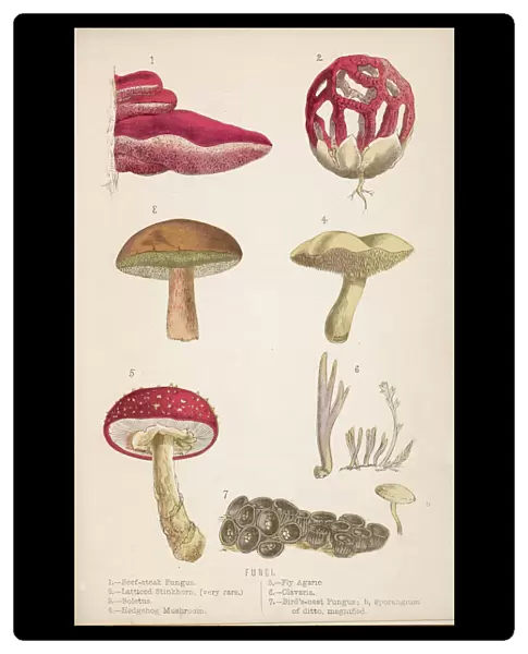 Funghi  /  Mushrooms 1869