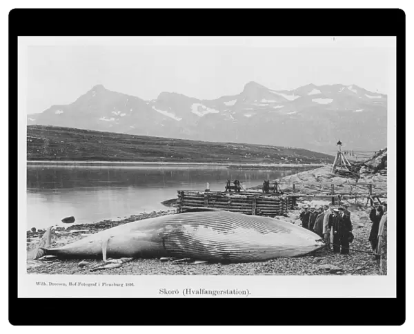Beached Whale  /  Norway