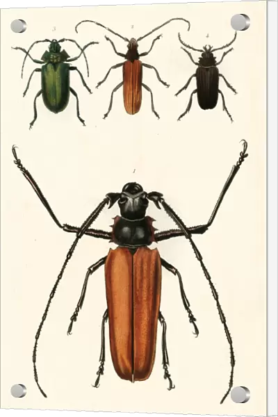Prioninae, or long-horned beetles