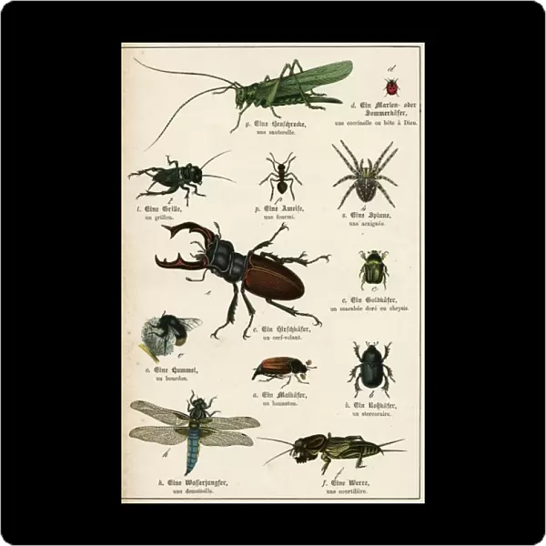 Various Insects C1880