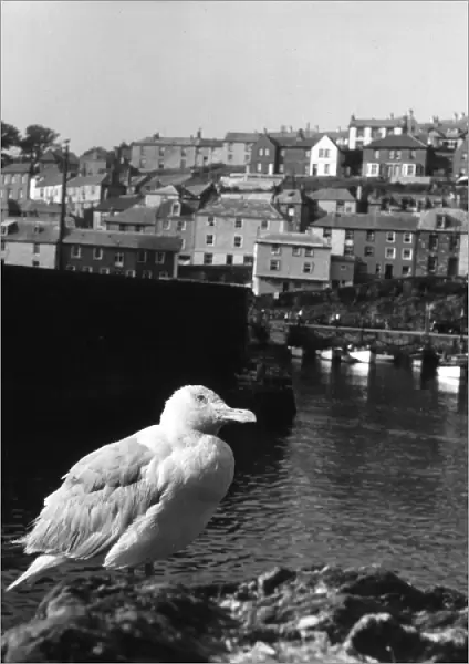 Gulls in Cornwall