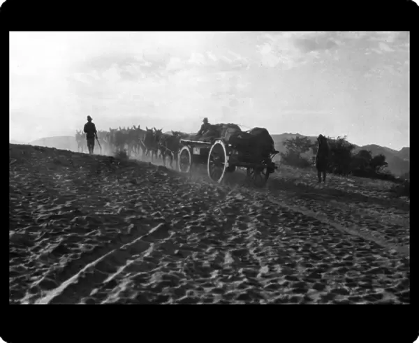 Mule wagons crossing desert, South Africa, WW1
