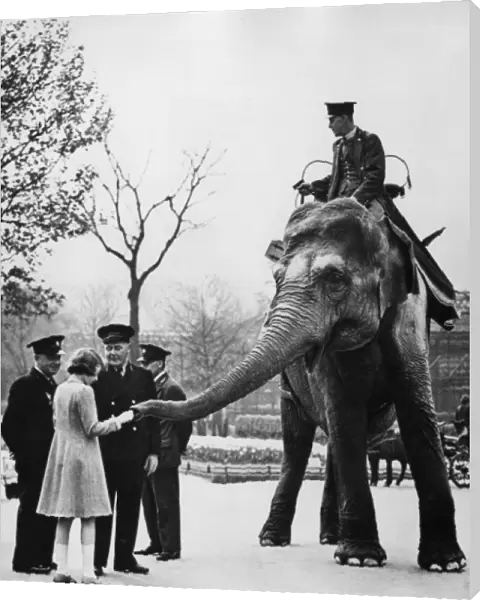 Queen Elizabeth II feeds elephants at London Zoo