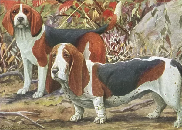 Beagle and Basset Hound
