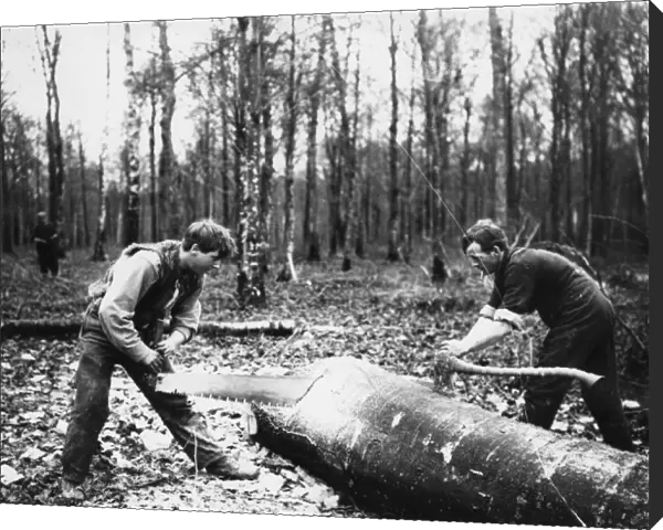 Cutting a tree near Amiens, France, WW1