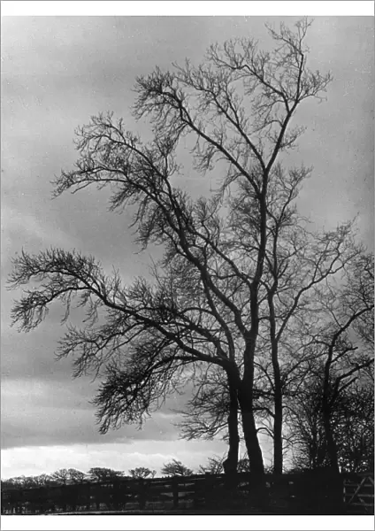 Bare Winter Trees