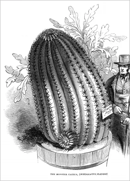 Monster Cactus at the Royal Botanic Gardens, Kew, 1845