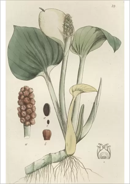 Bog Arum - Calla Palustris, Coloured engraving by Johan Wilhelm Palmstruch, 