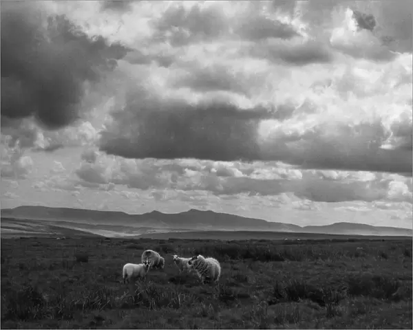 Sheep & Brecon Beacons