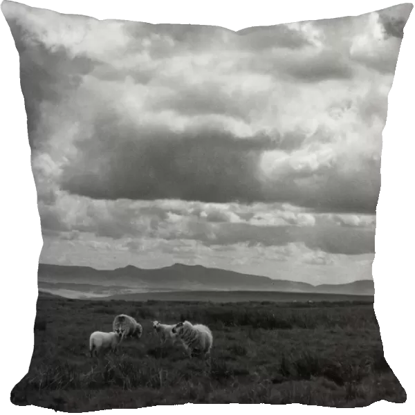 Sheep & Brecon Beacons