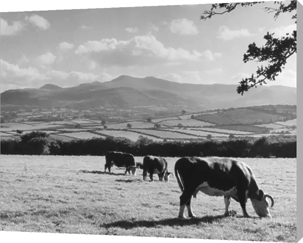 Cattle & Brecon Beacons