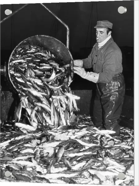 Unloading illegal catch of fish, Boulogne, France