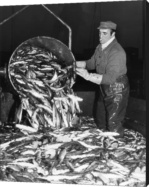 Unloading illegal catch of fish, Boulogne, France