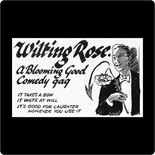 Wilting Rose