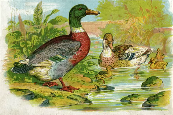 Mallard ducks and ducklings