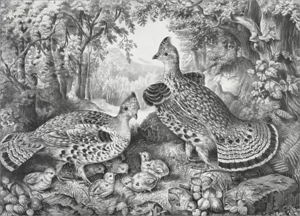 The happy family: ruffed grouse and young