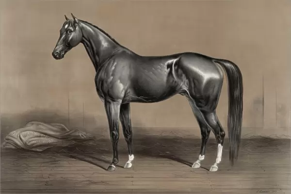 Trotting stallion Mambrino Champion owned by M. F. Foote