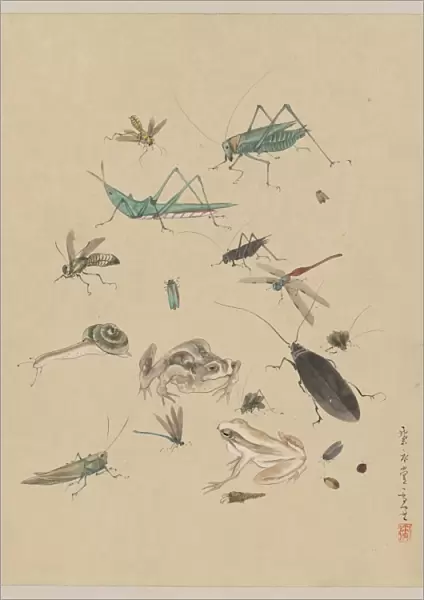 Frogs, snails, and insects, including grasshoppers, beetles
