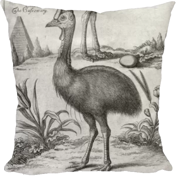 Ostrich with egg and Cassowary