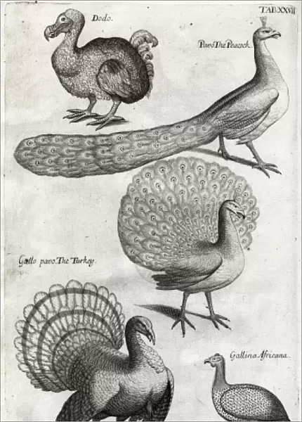 Plate depicting various birds including the Dodo, Turkey and