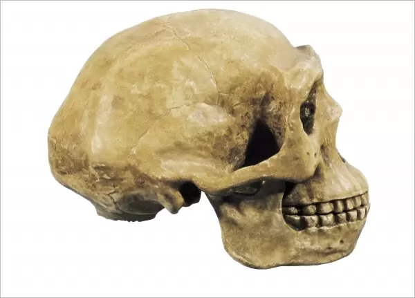 Prehistory. Lower Paleolithic. Sinathropus skull