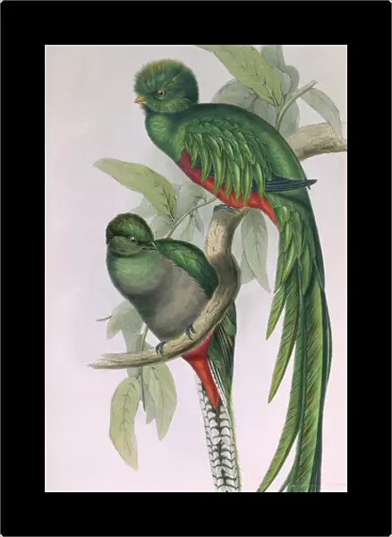 Pharomachrus moccino, resplendent quetzal