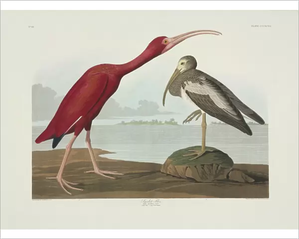 Eudocimus ruber, scarlet Ibis